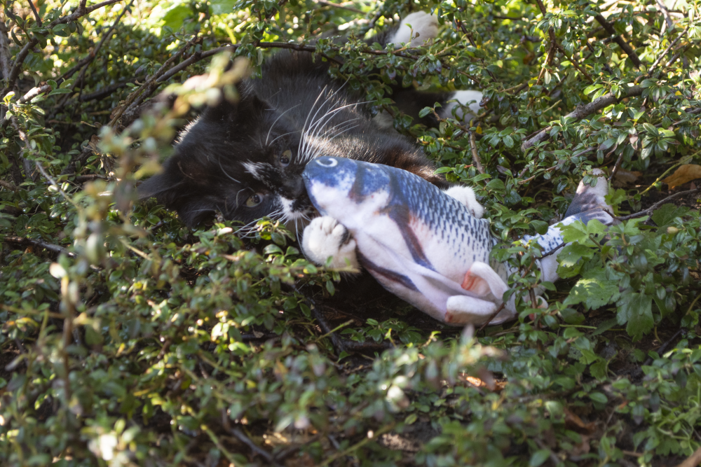 Carp stuffed with catnip cat toy