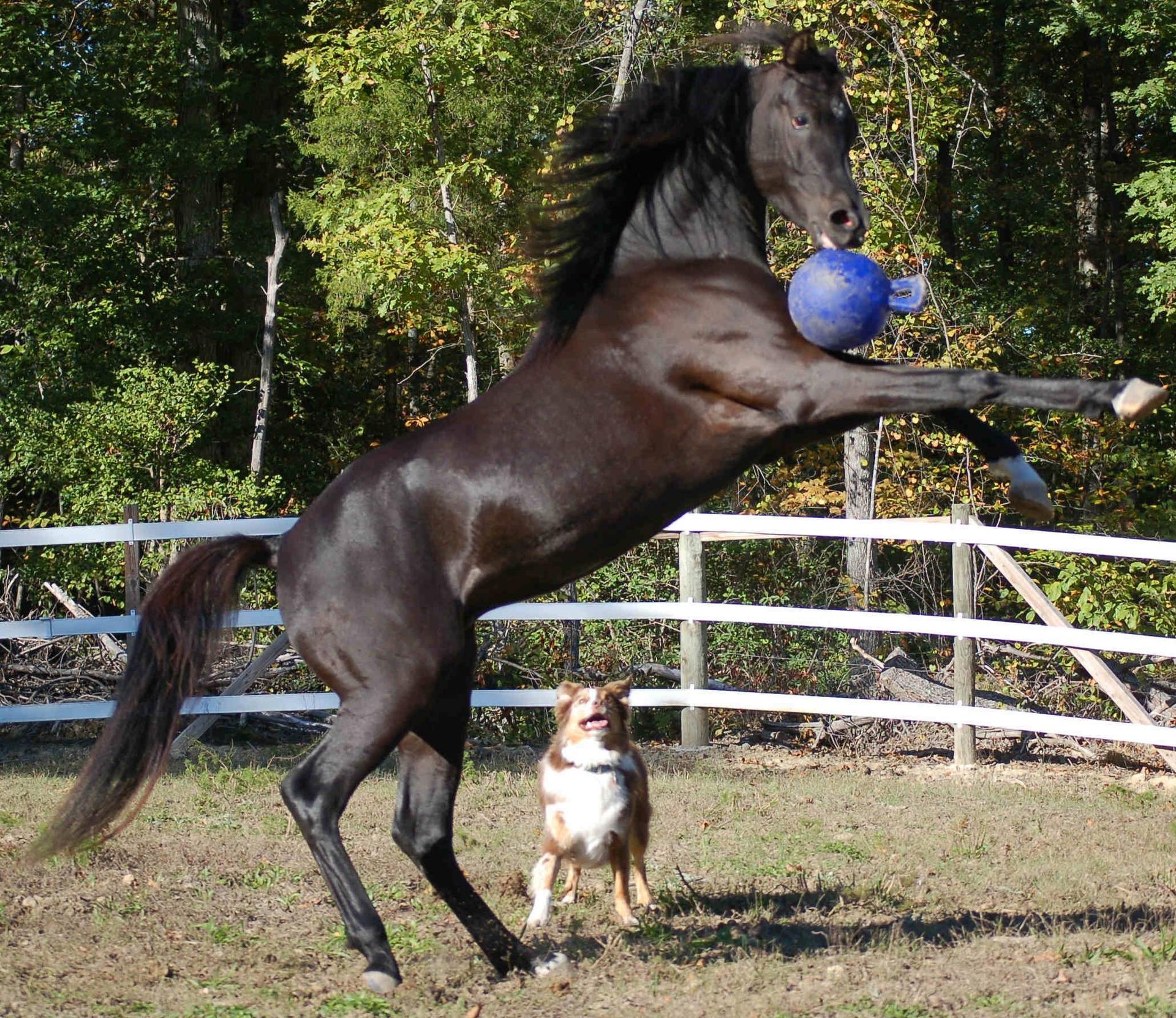 Ball for horse and dog