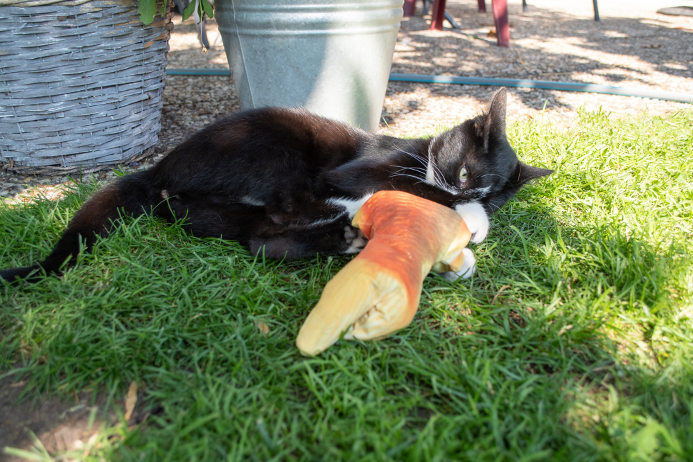 Carp stuffed with catnip cat toy