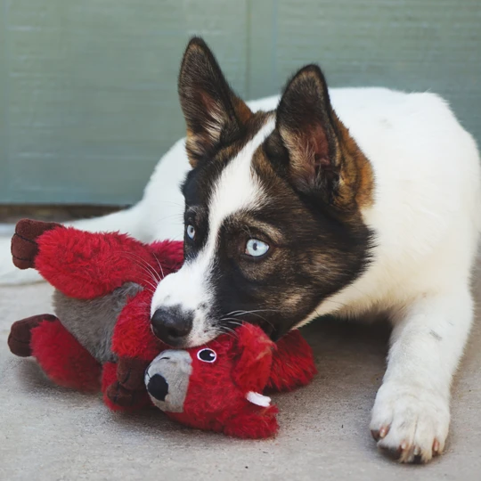 Squirrel M EU dog toy plush toy