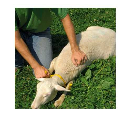 Sheep, goat and sheep shearers