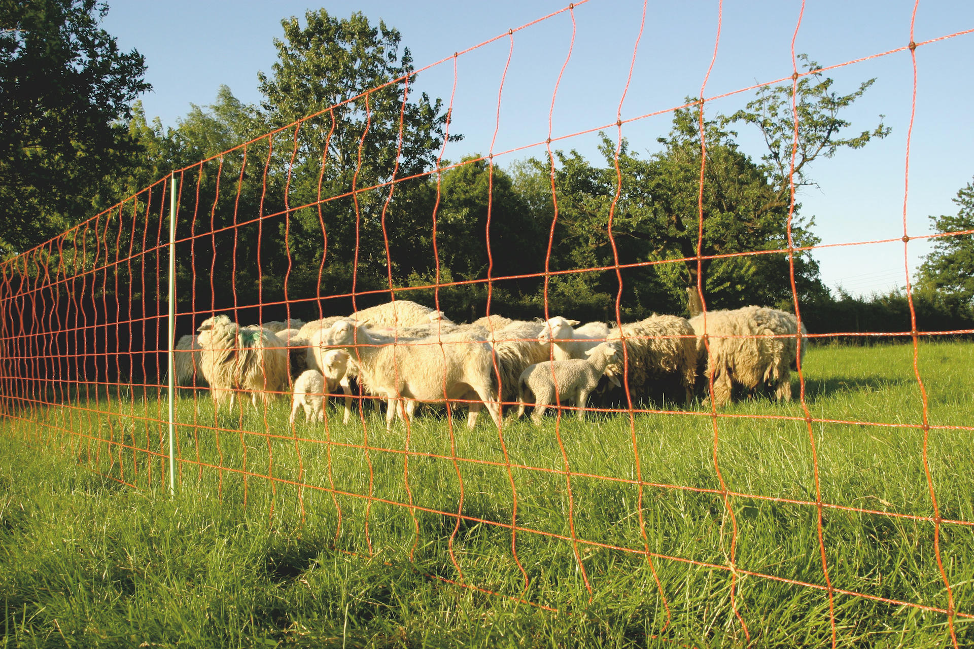 Combi sheep net 90 cm single spike 50 m