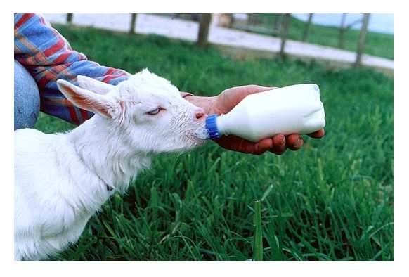 Feeding pacifiers