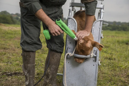 COSMOS electric dehorner for calves