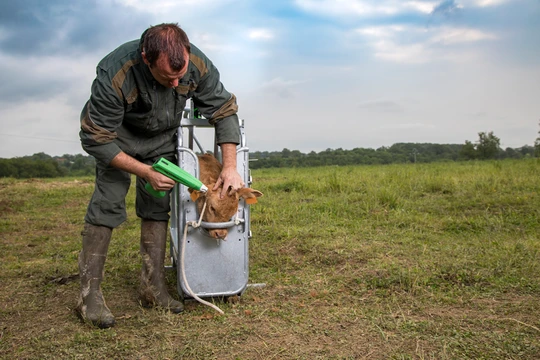 COSMOS battery-operated dehorners for calves