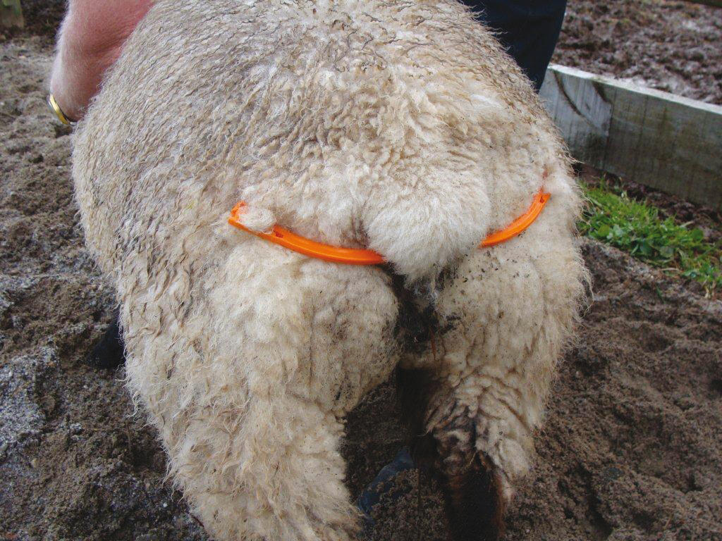 Ewespoon with buckle, birth enhancer, sheep, goat, alpaca, llama, larger animals