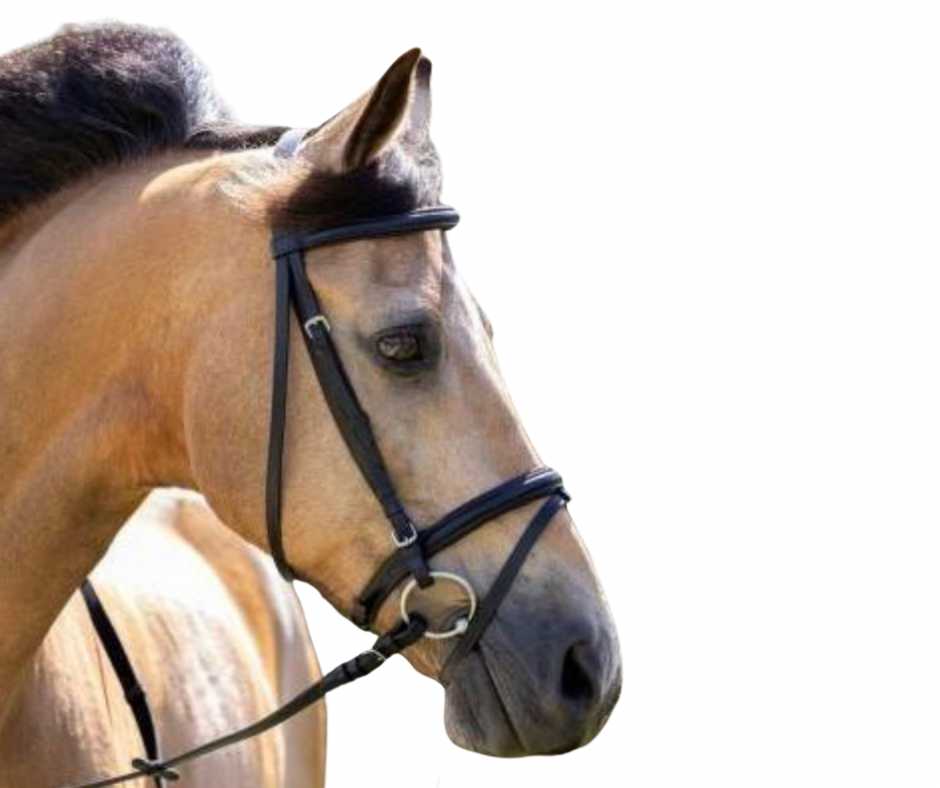 Basic bridle