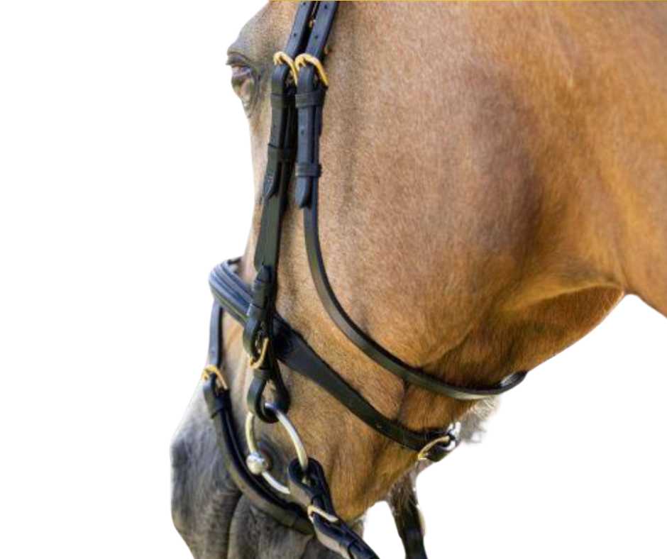 Basic Bridle