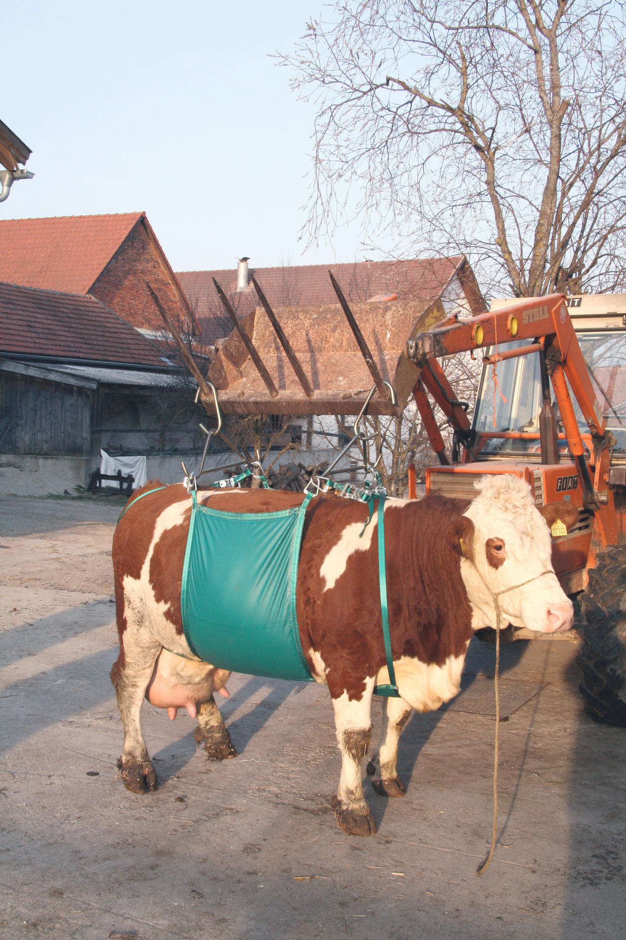 Cattle, Cows, Cattle frame
