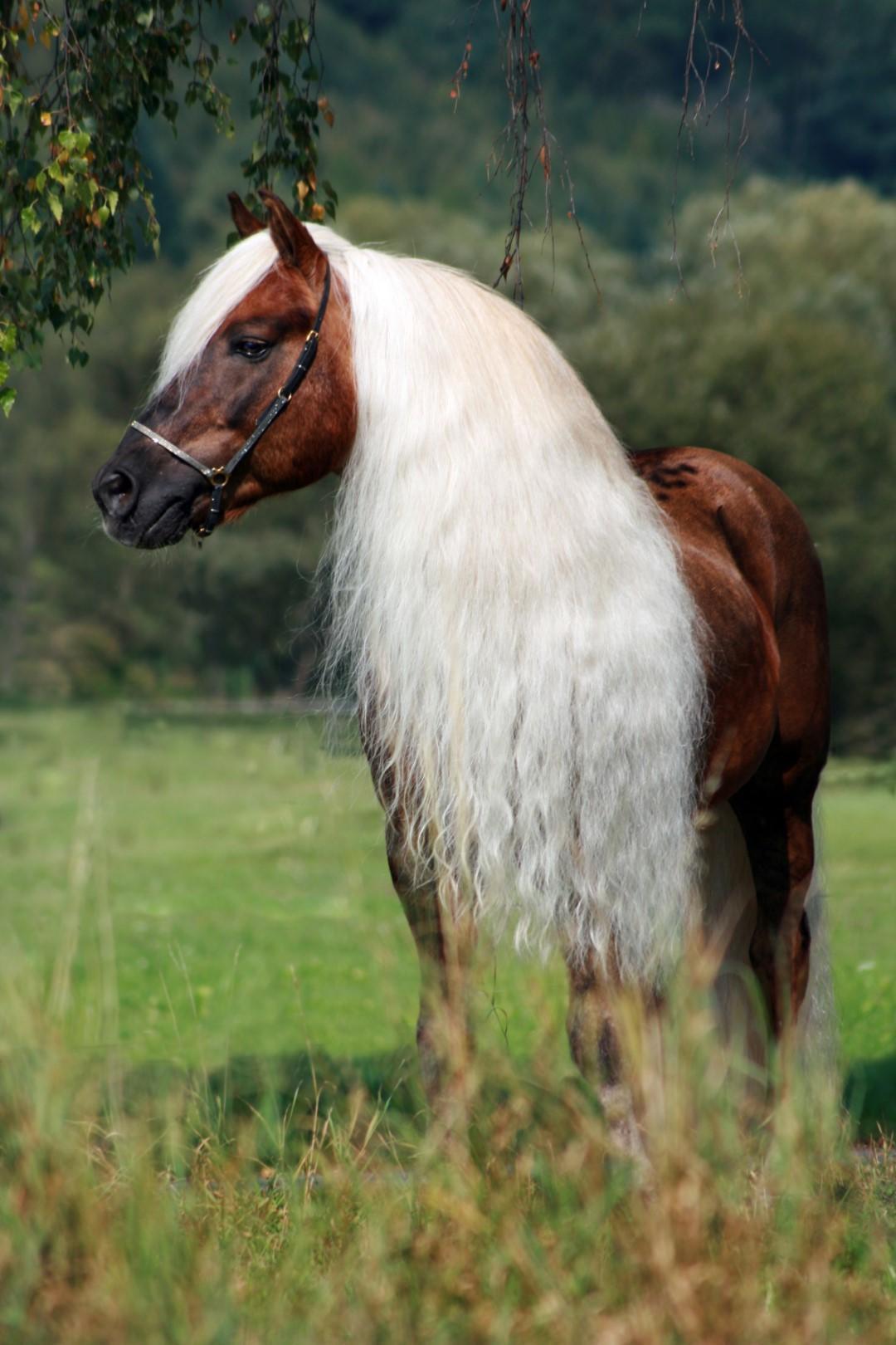 Tail and mane! care for horse