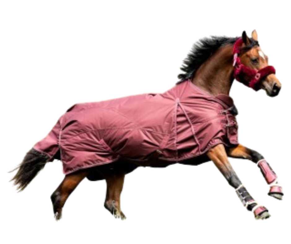 Katy Showtime winter horse rug