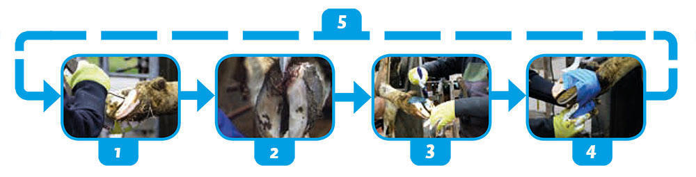 Hoof care for ungulates, goats, sheep