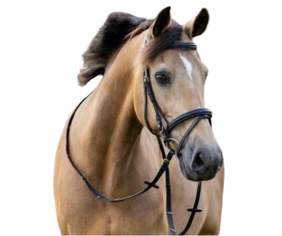 Basic Bridle