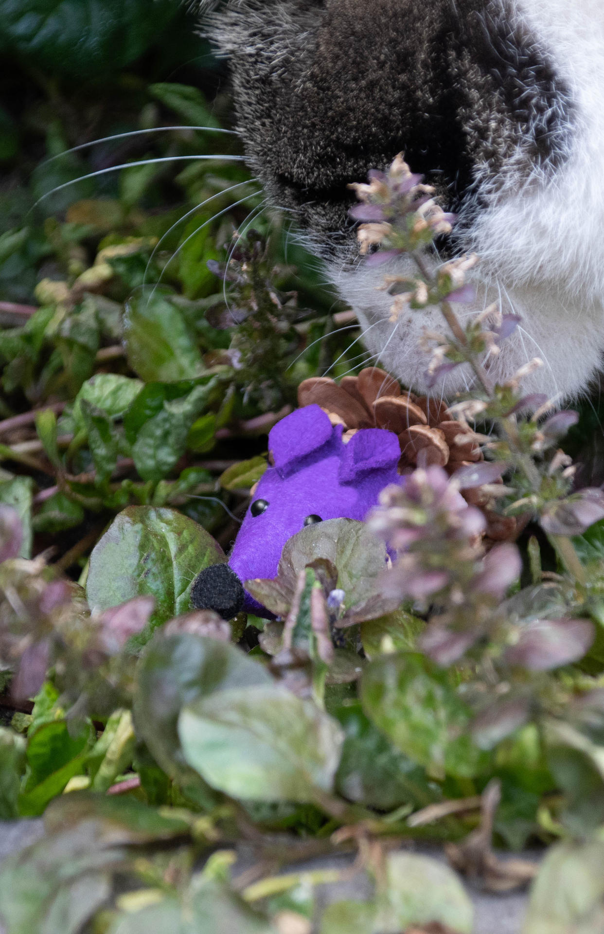 Mouse purple cat toy