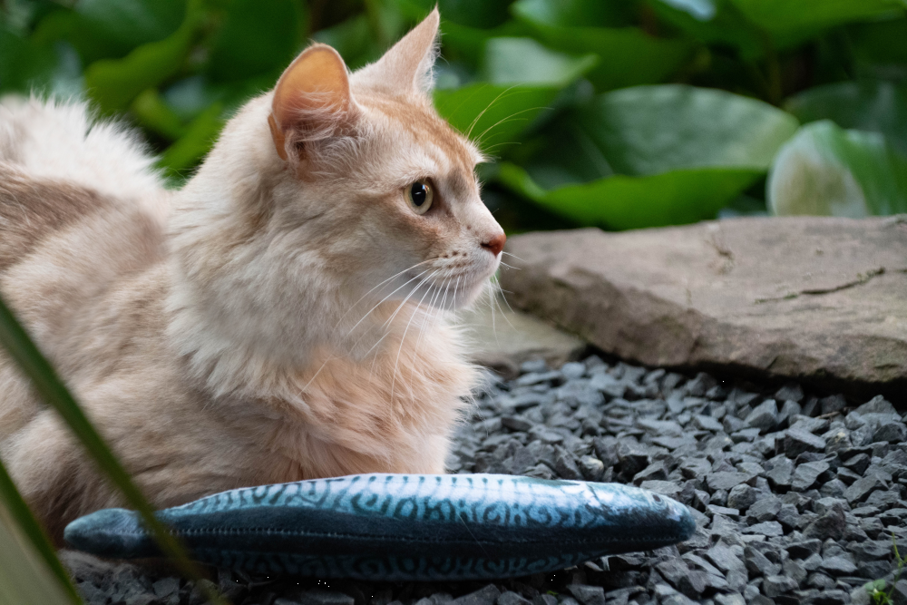 Cod S 16cm cat toy