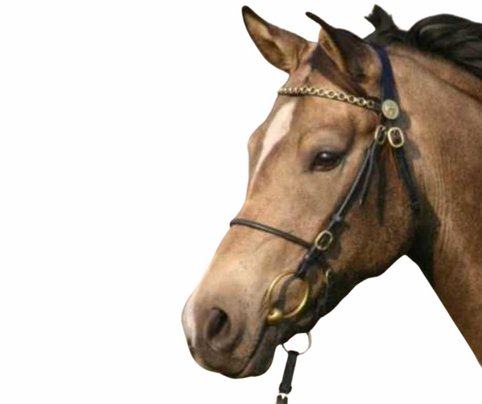 Luxe bridle