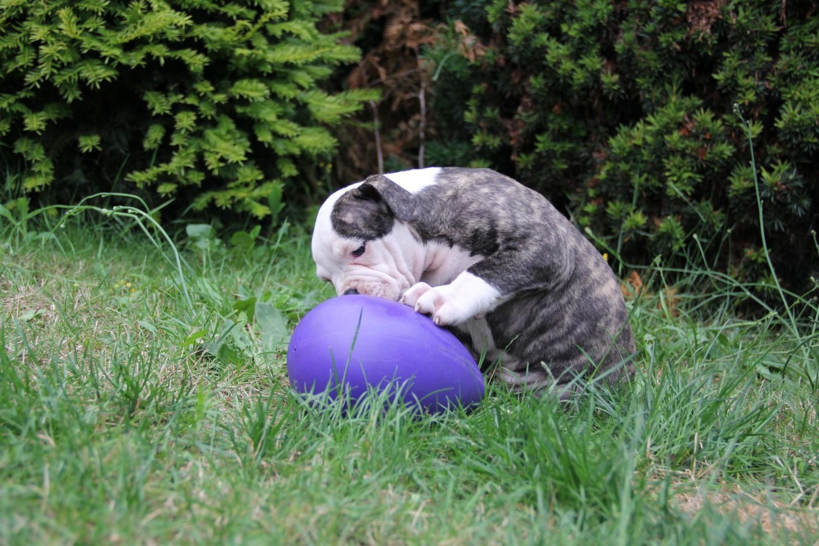 egg-shaped toy 20 cm purple dog toy