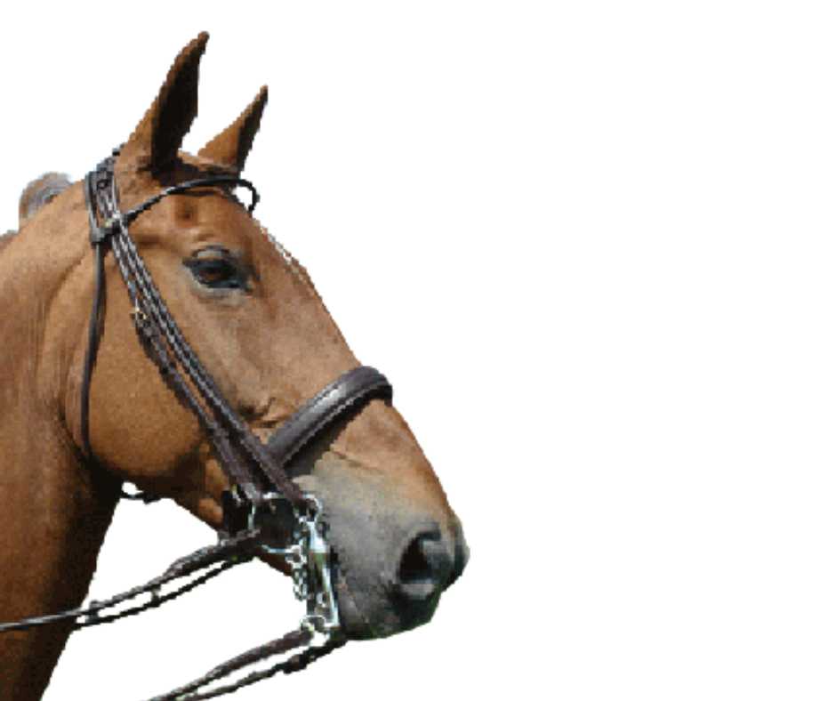 Monaco bridle