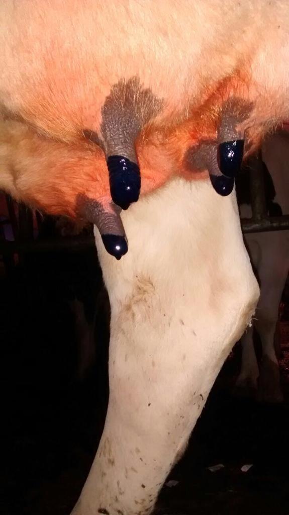 Maxi dry, cow, teat seal, cattle udder care