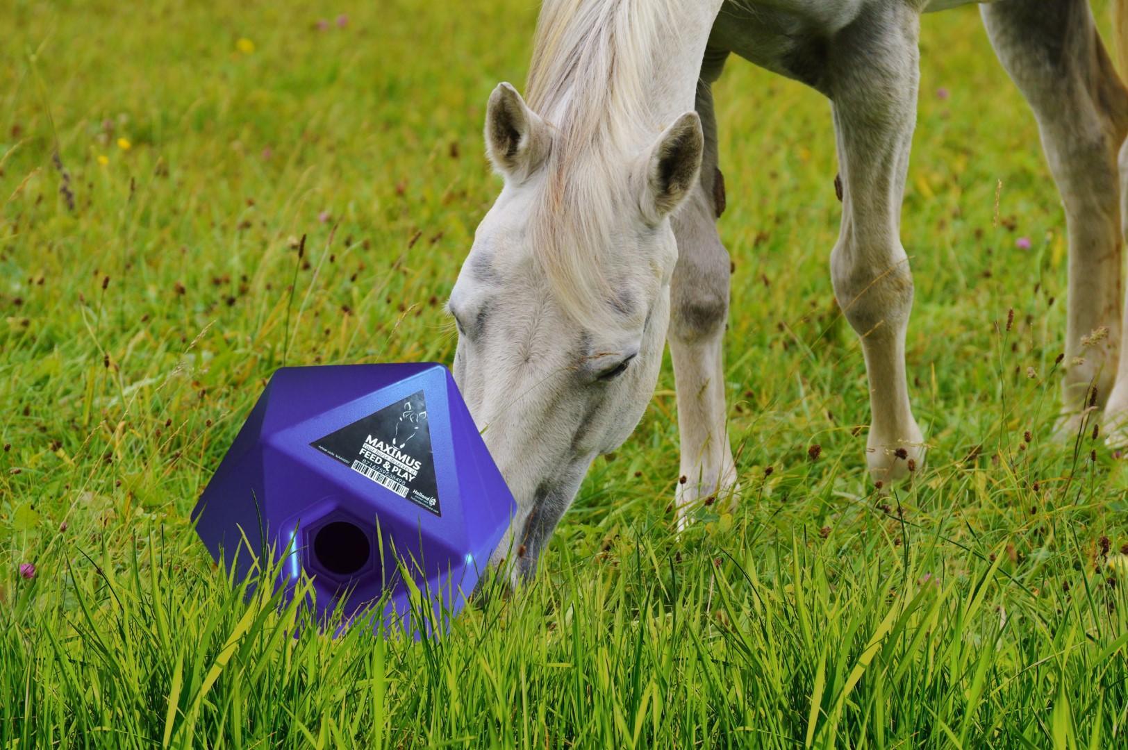 Reny feeding toy for horses