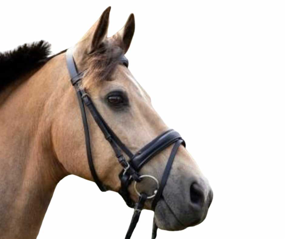 Bonfire bridle