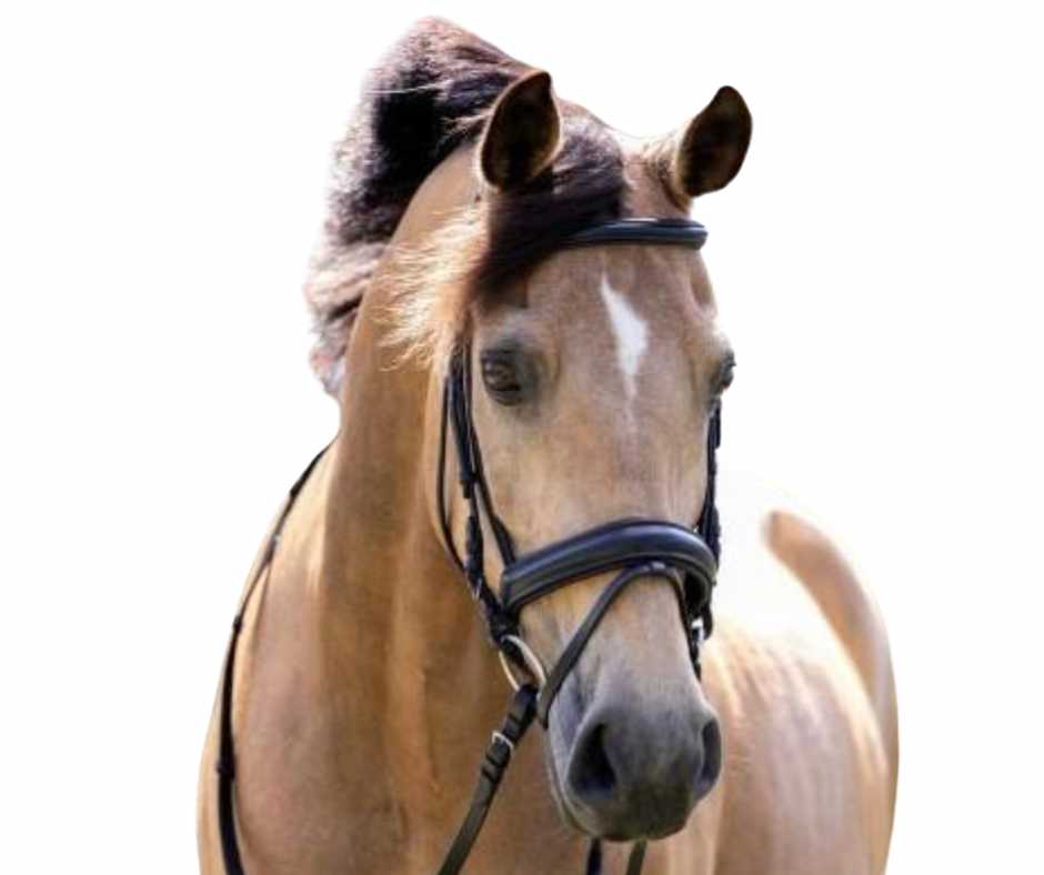 Bonfire bridle