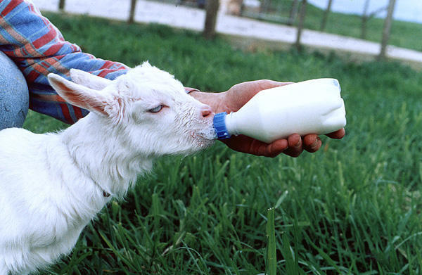Feeding bottle for lambs with screw cap