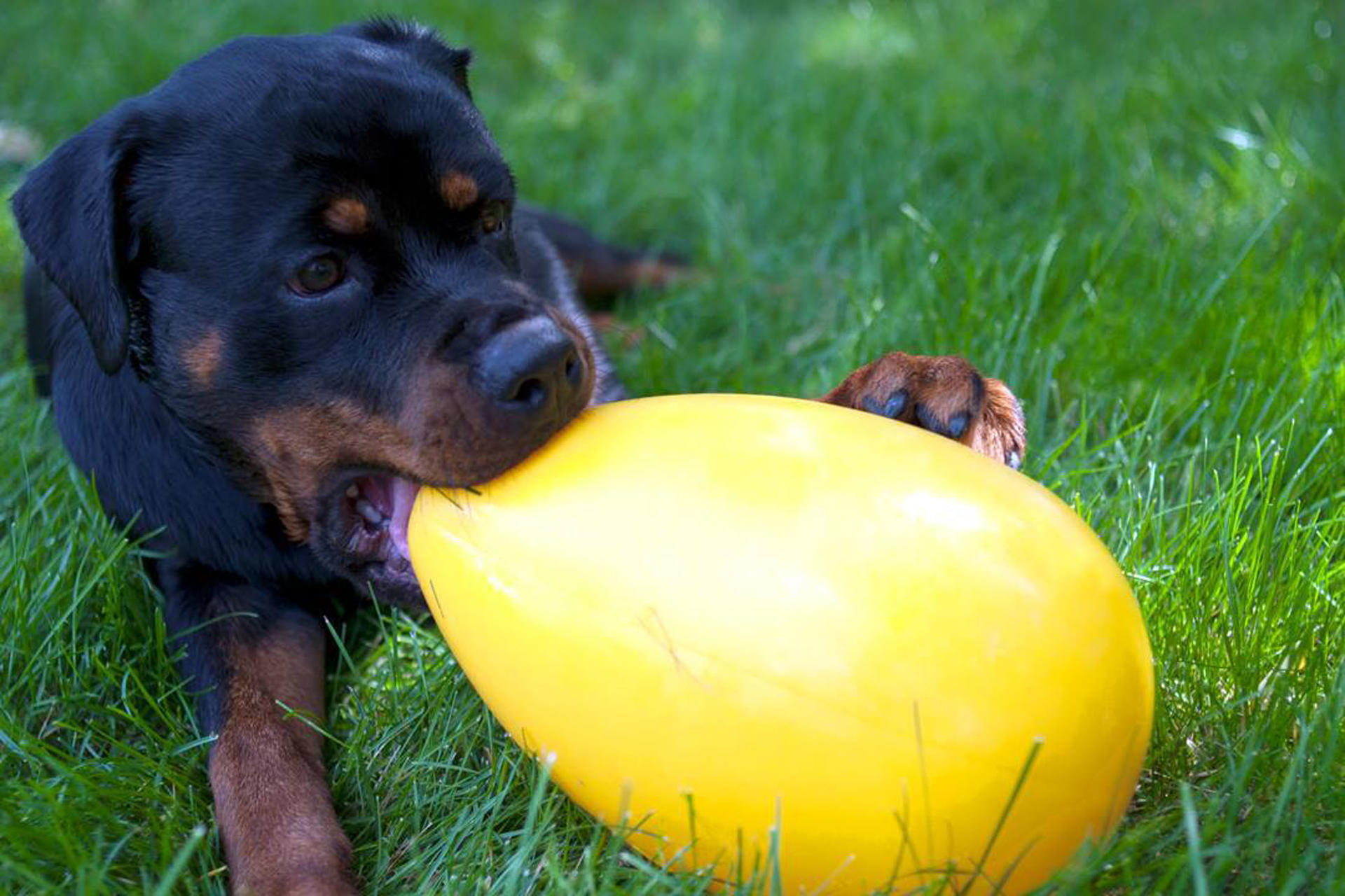 egg-shaped toy 20 cm purple dog toy