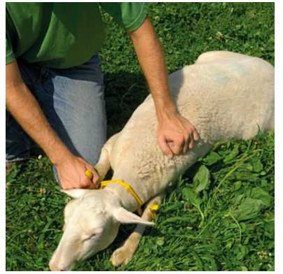 goat and sheep restrainer