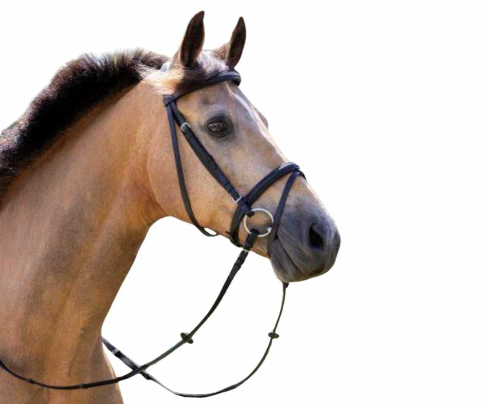 Basic bridle