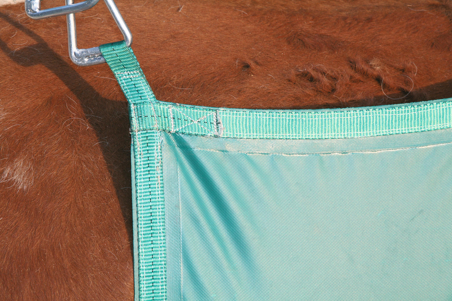 Cattle, Cows, Cattle frame